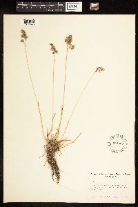 Poa alpina image
