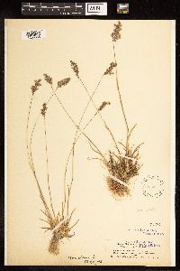 Poa alpina image