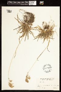 Poa alpina image