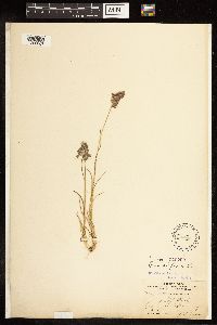 Poa alpina image