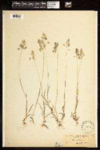 Poa alpina image