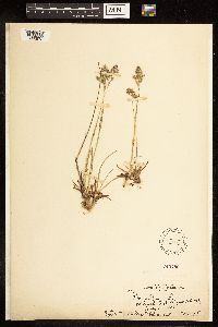 Poa alpina image