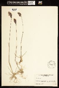 Poa alpina image