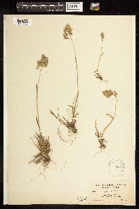 Poa alpina image
