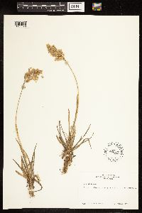 Poa alpina image