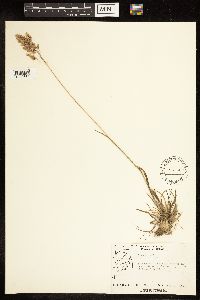 Poa alpina image