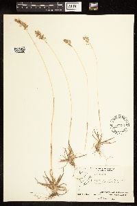 Poa alpina image