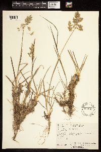 Poa alpina image