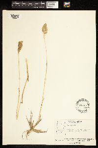 Poa alpina image