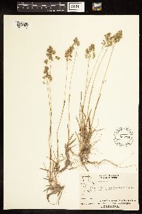Poa alpina image
