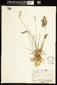 Poa alpina image