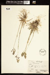 Poa alpina image