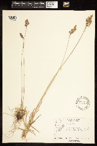 Poa alpina image