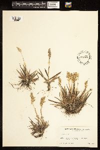 Poa alpina image