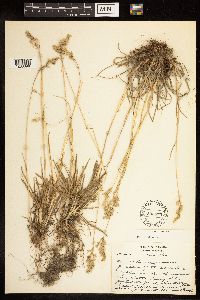Poa alpina image