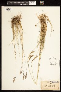 Poa alpina image