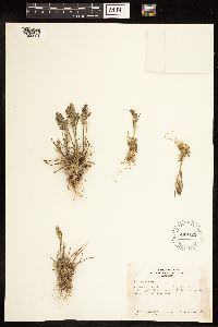 Poa alpina image