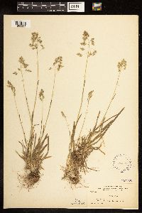 Poa alpina image