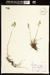 Poa alpina image