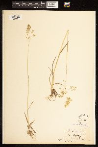 Poa alpina image