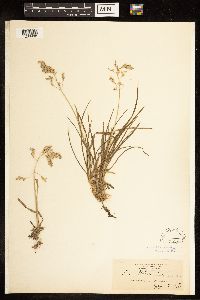 Poa alpina image