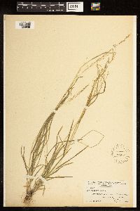 Poa alsodes image