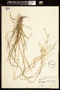 Poa alsodes image