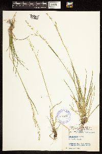 Poa alsodes image