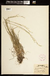 Poa alsodes image