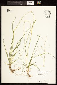 Poa alsodes image