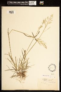 Poa alsodes image