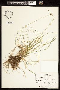 Poa alsodes image
