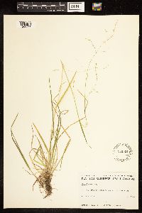 Poa alsodes image