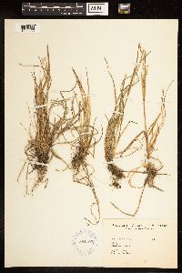 Poa alsodes image