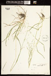 Poa alsodes image