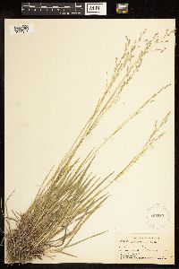 Poa alsodes image