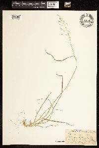 Poa alsodes image