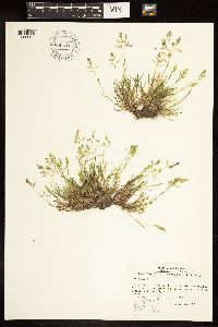 Poa annua image