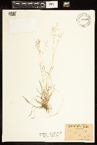 Poa annua image