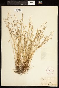 Poa annua image
