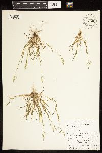 Poa annua image