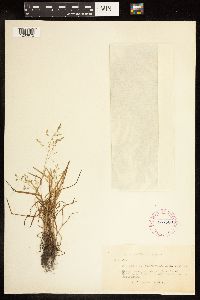 Poa annua image
