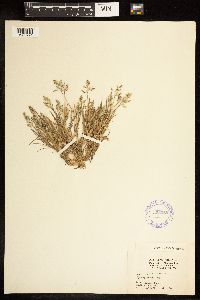 Poa annua image