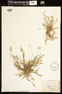Poa annua image