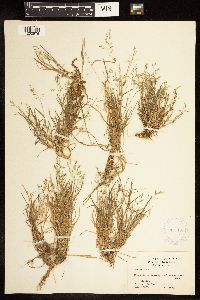 Poa annua image
