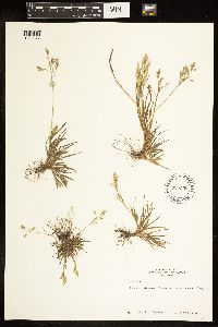 Poa annua image