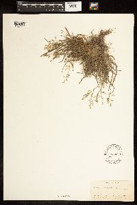 Poa annua image