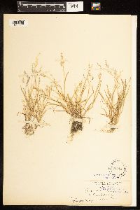 Poa annua image