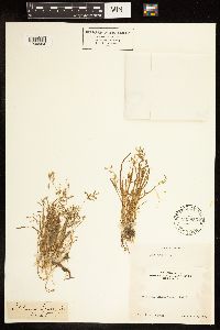 Poa annua image