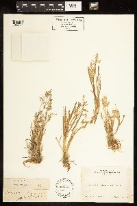 Poa annua image